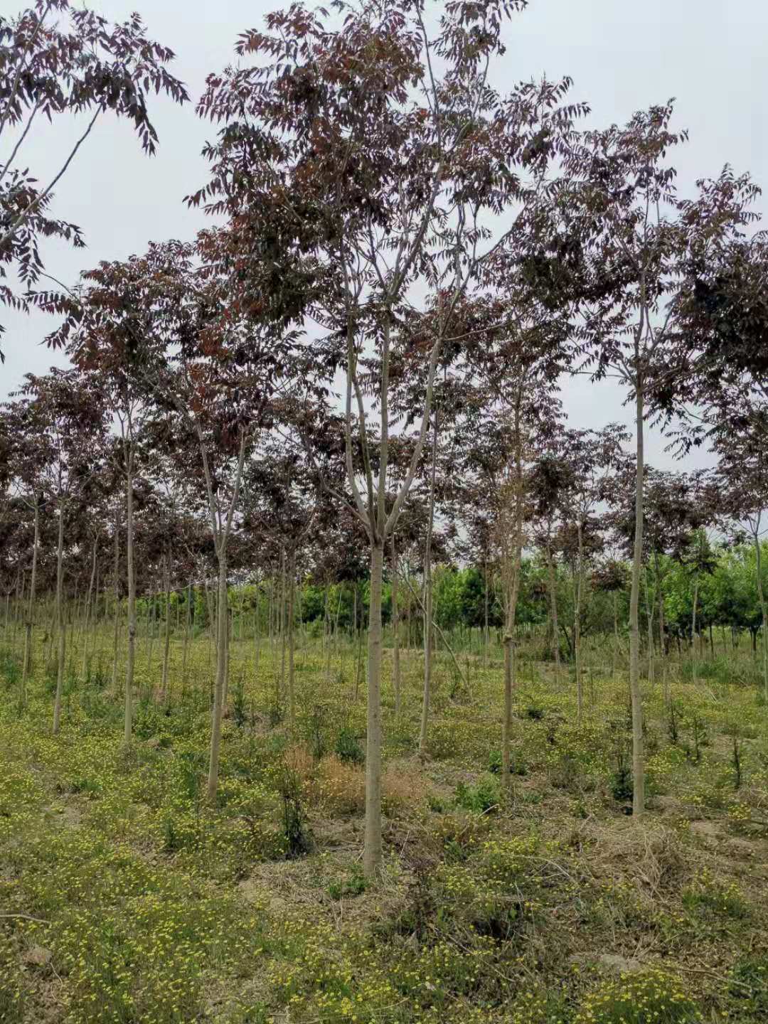 伟意国际(中国区)官方网站