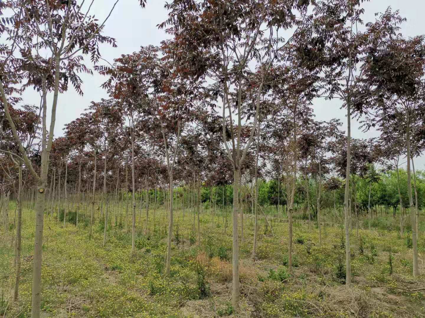 伟意国际(中国区)官方网站